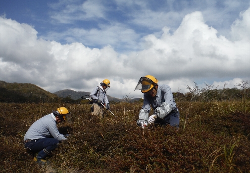 Conservation activity of Kyushu Azalea[Takachihogawara]